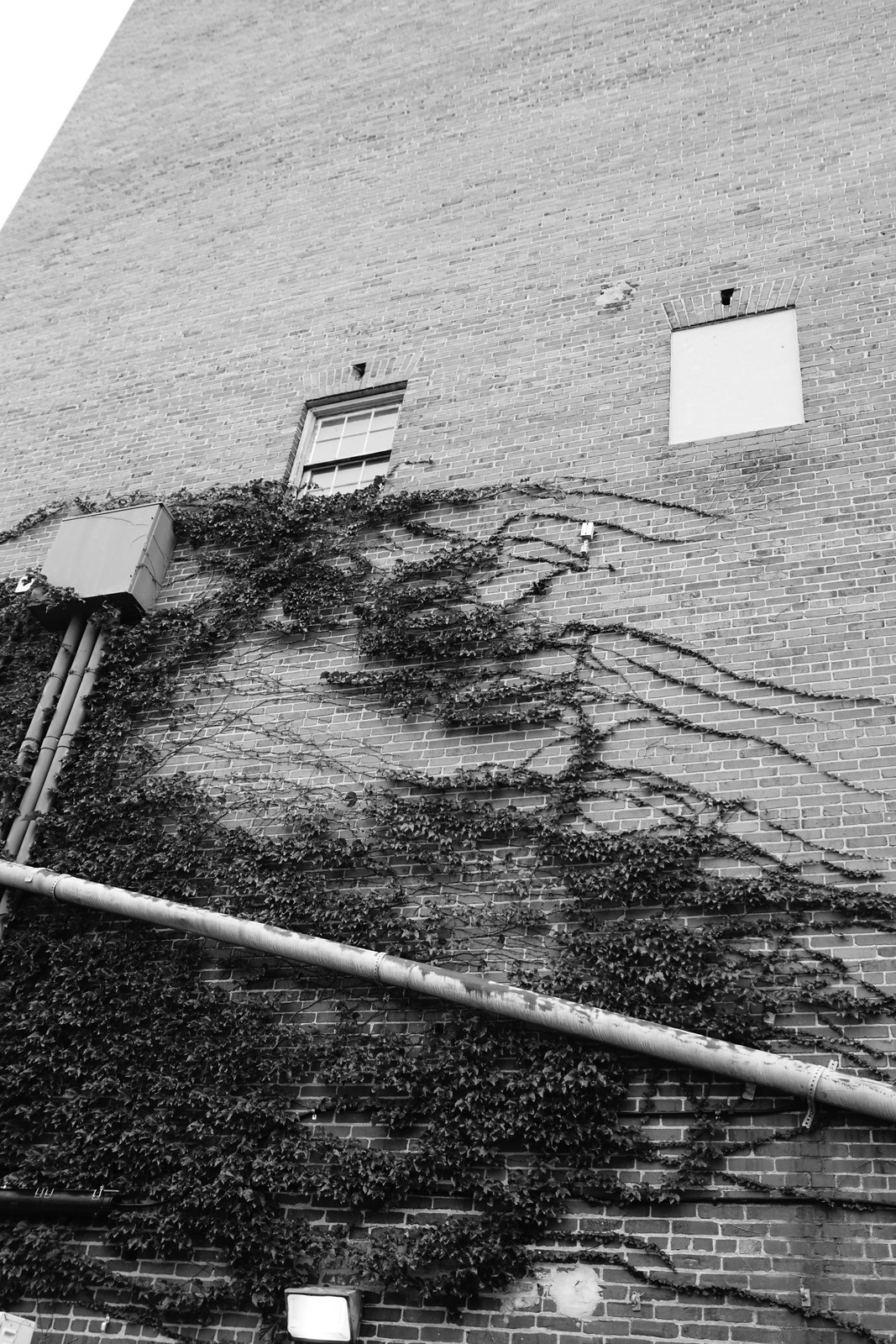 Nature's Embrace on Brick