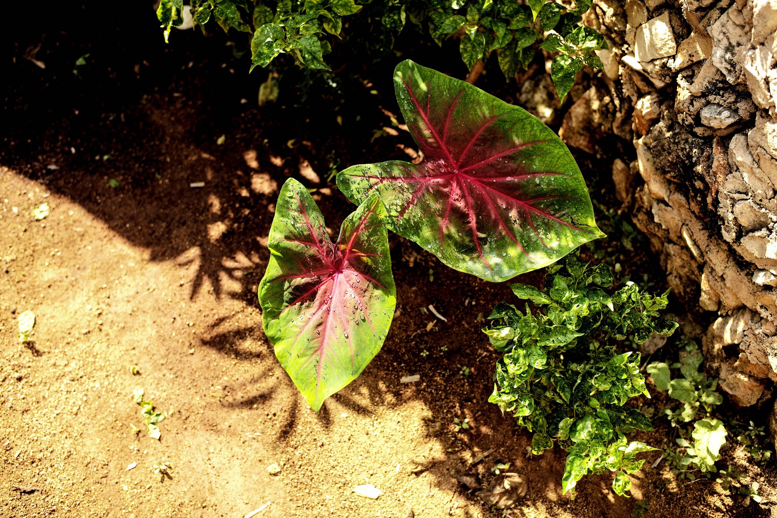 Vibrant Green and Red Leaves