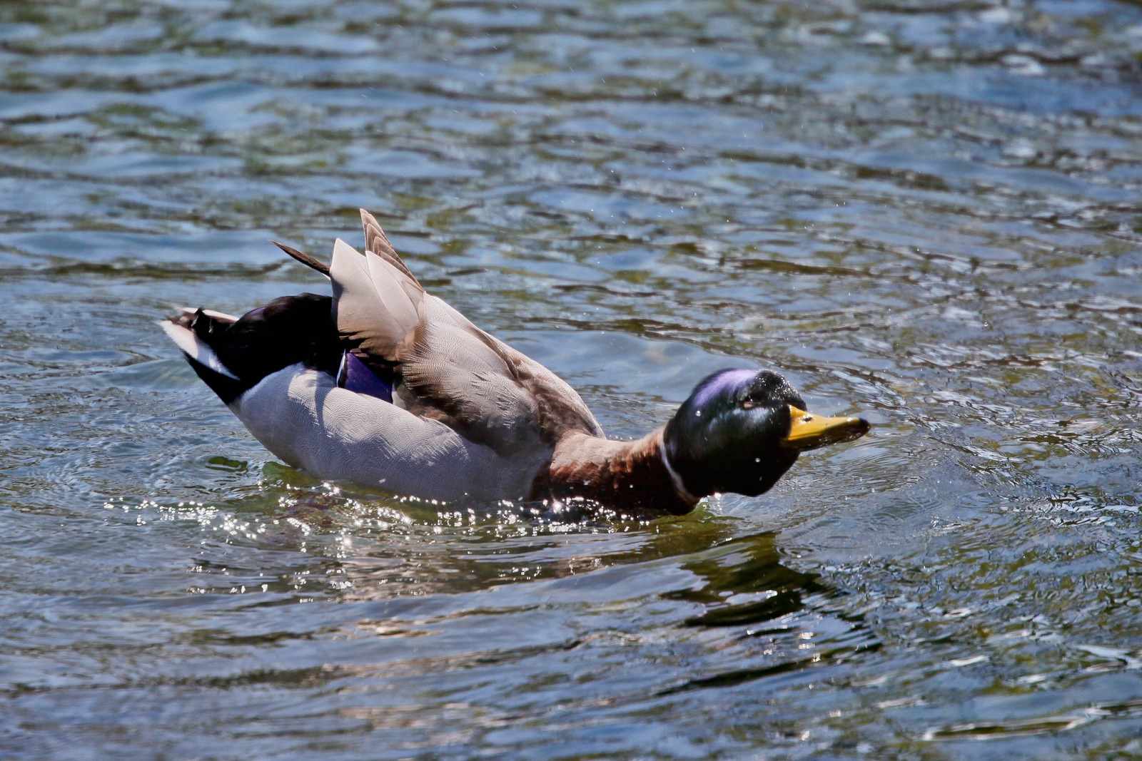 Playful Duck Dive