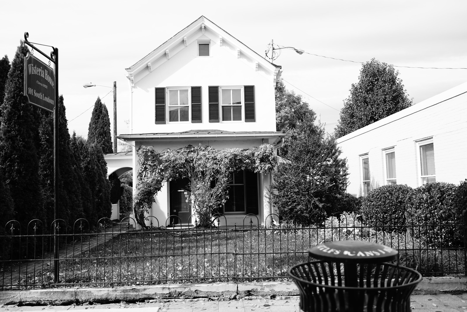 Silent Elegance of Wisteria