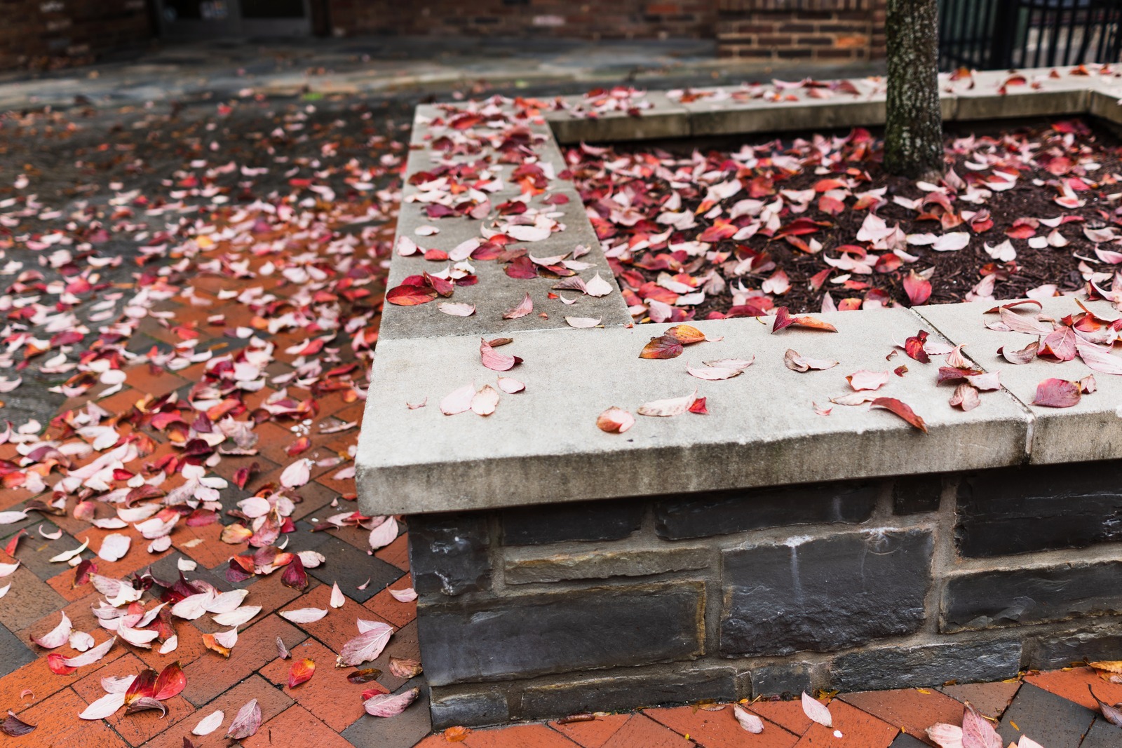 Autumn's Lush Farewell