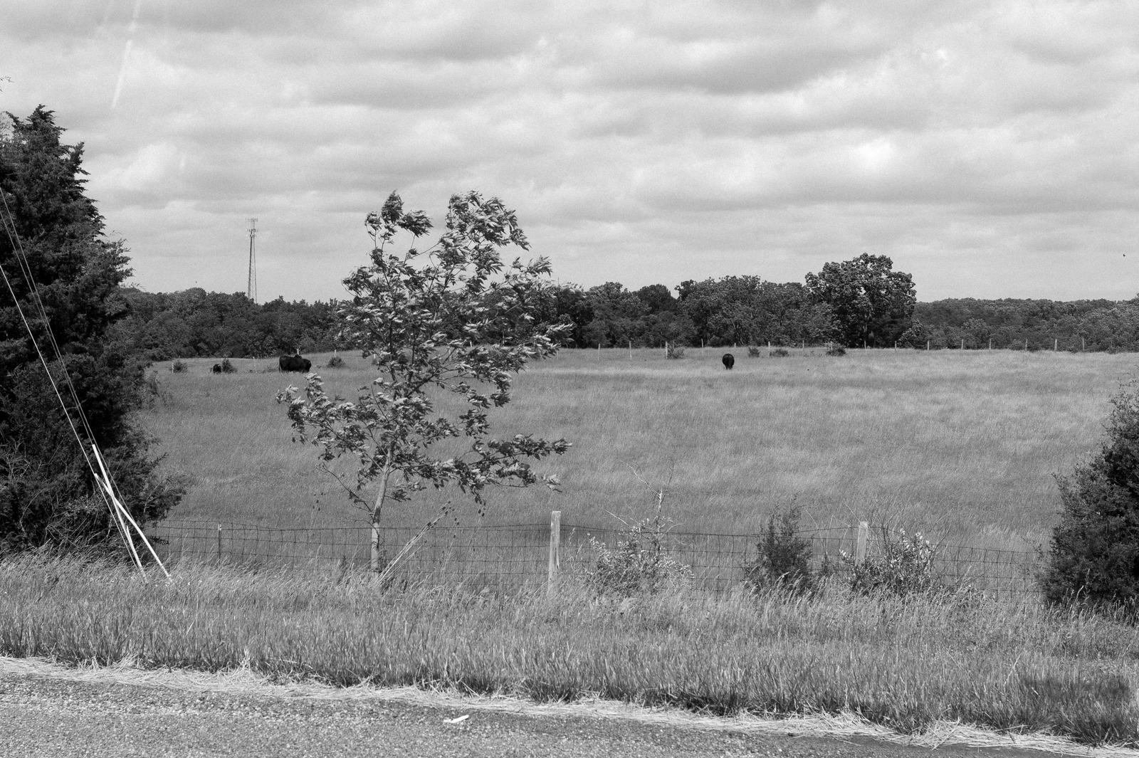Silent Fields of Black and White