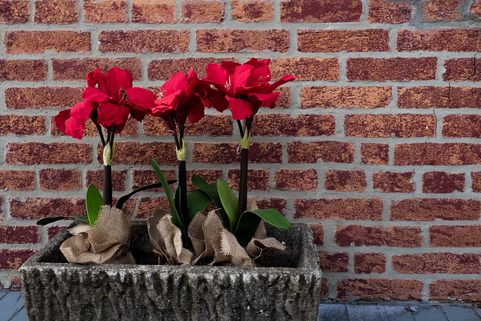 Vibrant Blooms Against Brick