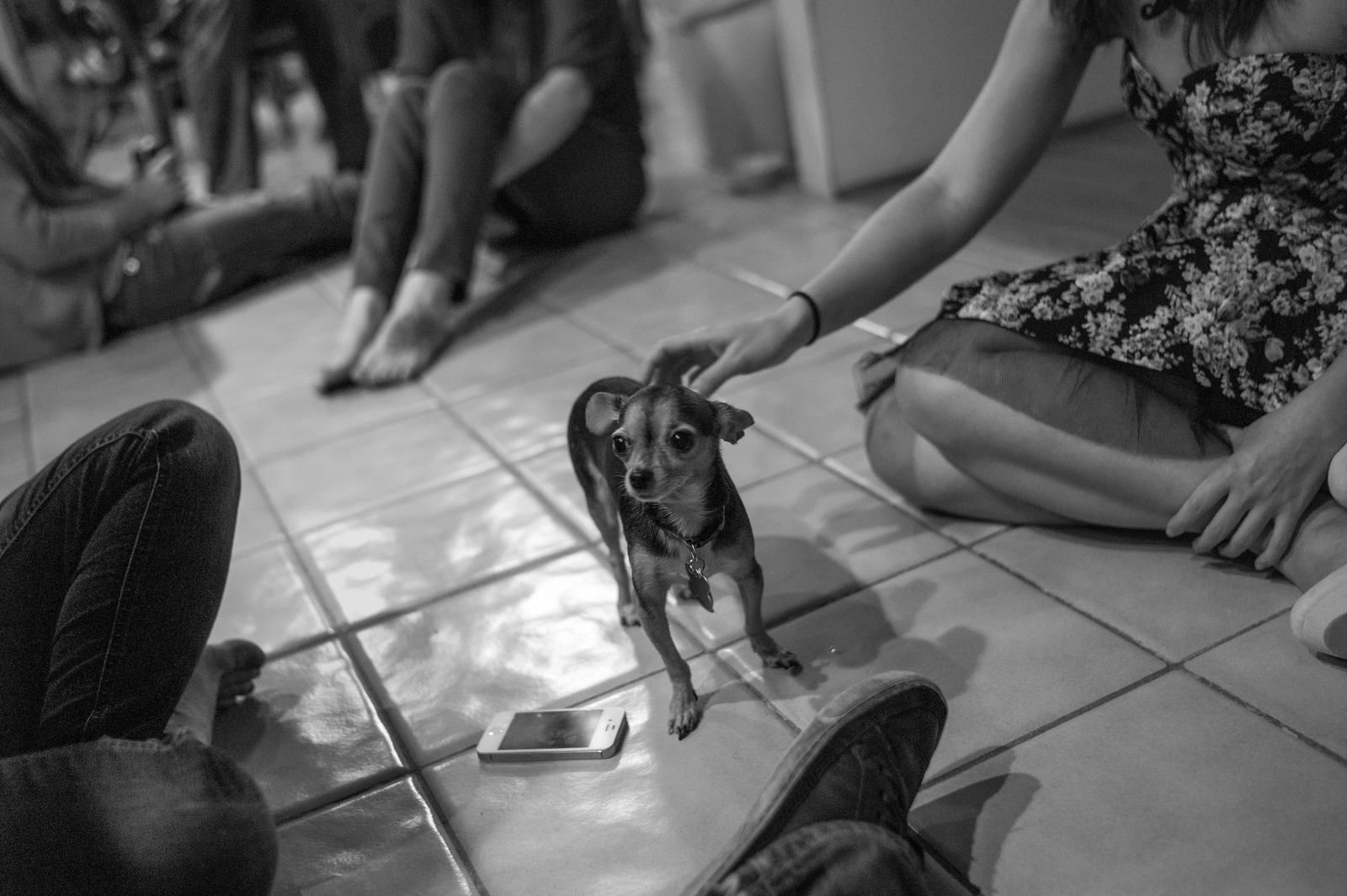 Curious Chihuahua in Black and White
