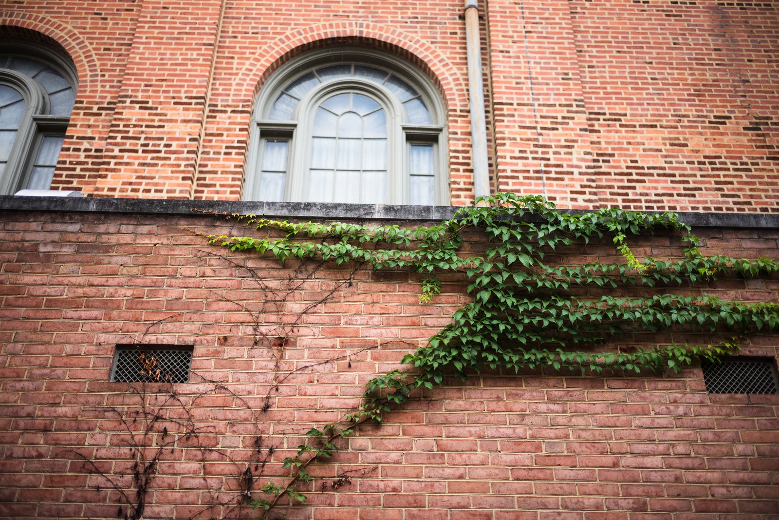 Nature's Embrace on Brick