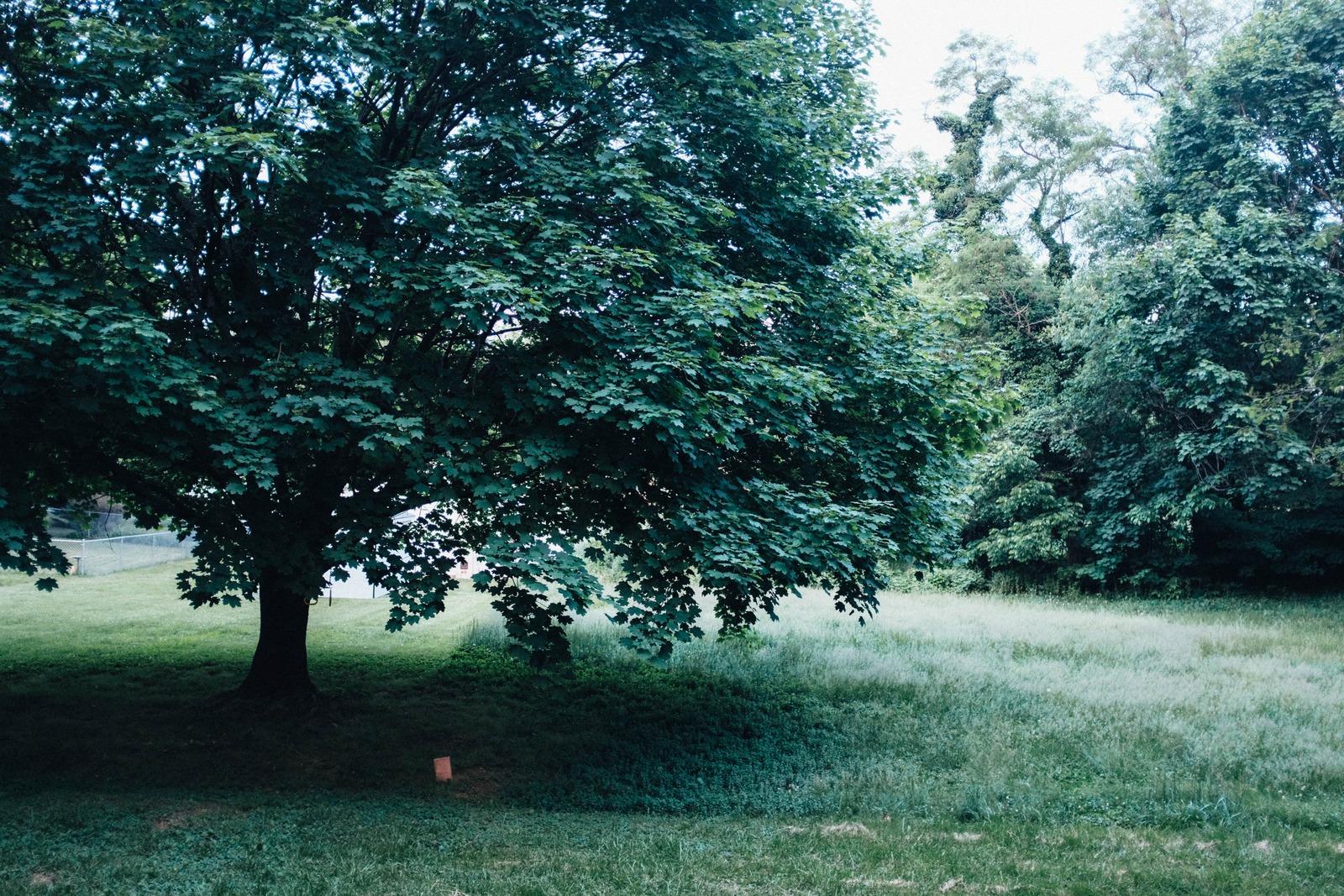 Quiet Embrace of Nature