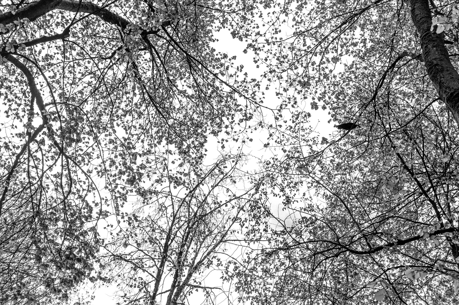 Branches in Monochrome