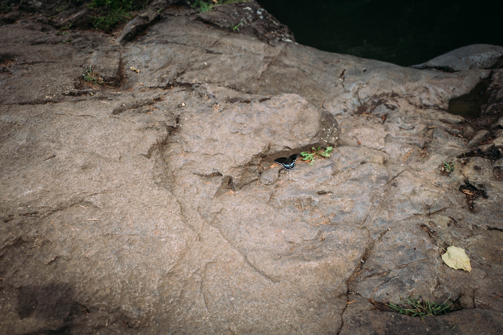 Delicate Encounter on Stone