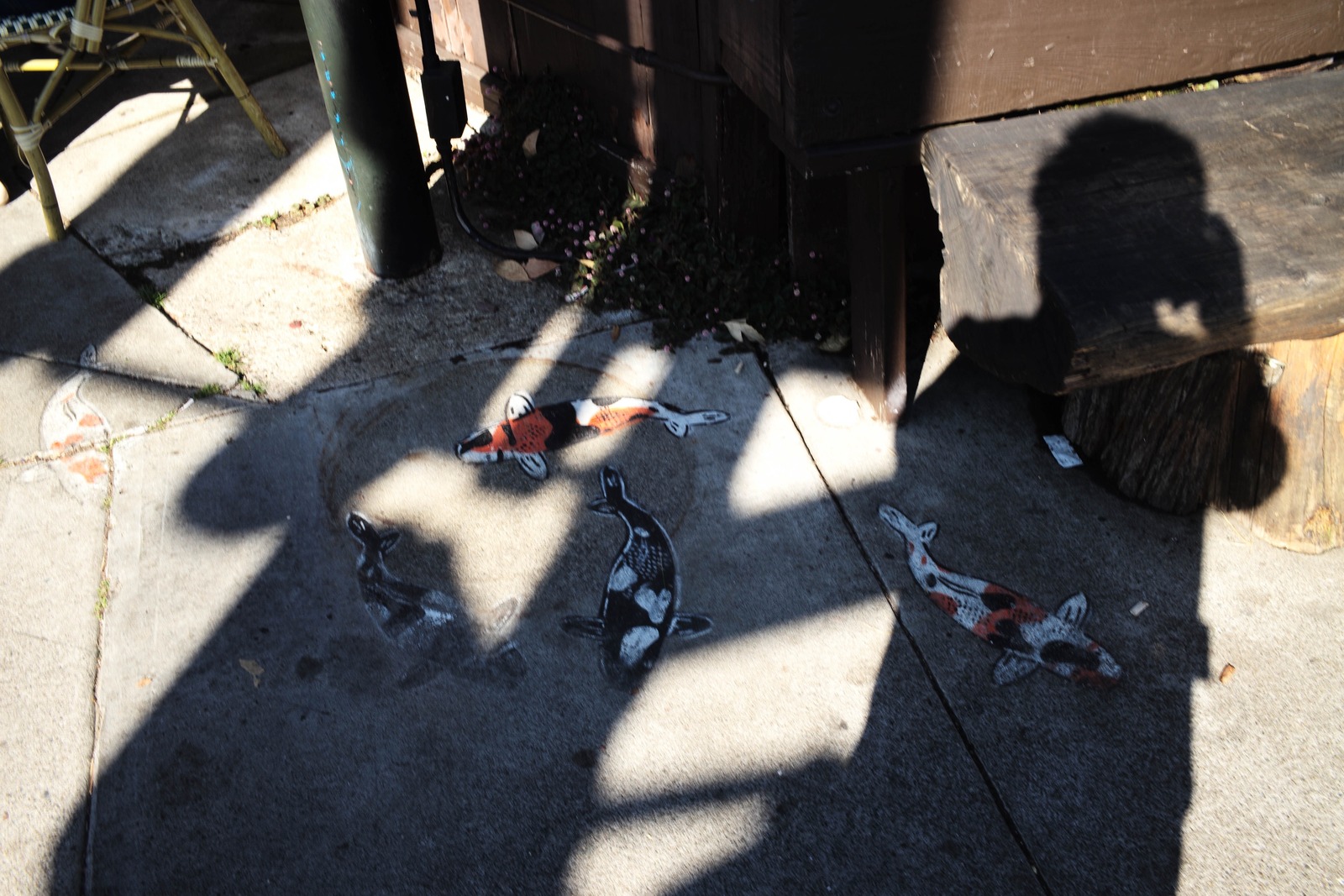 Shadow Play with Koi