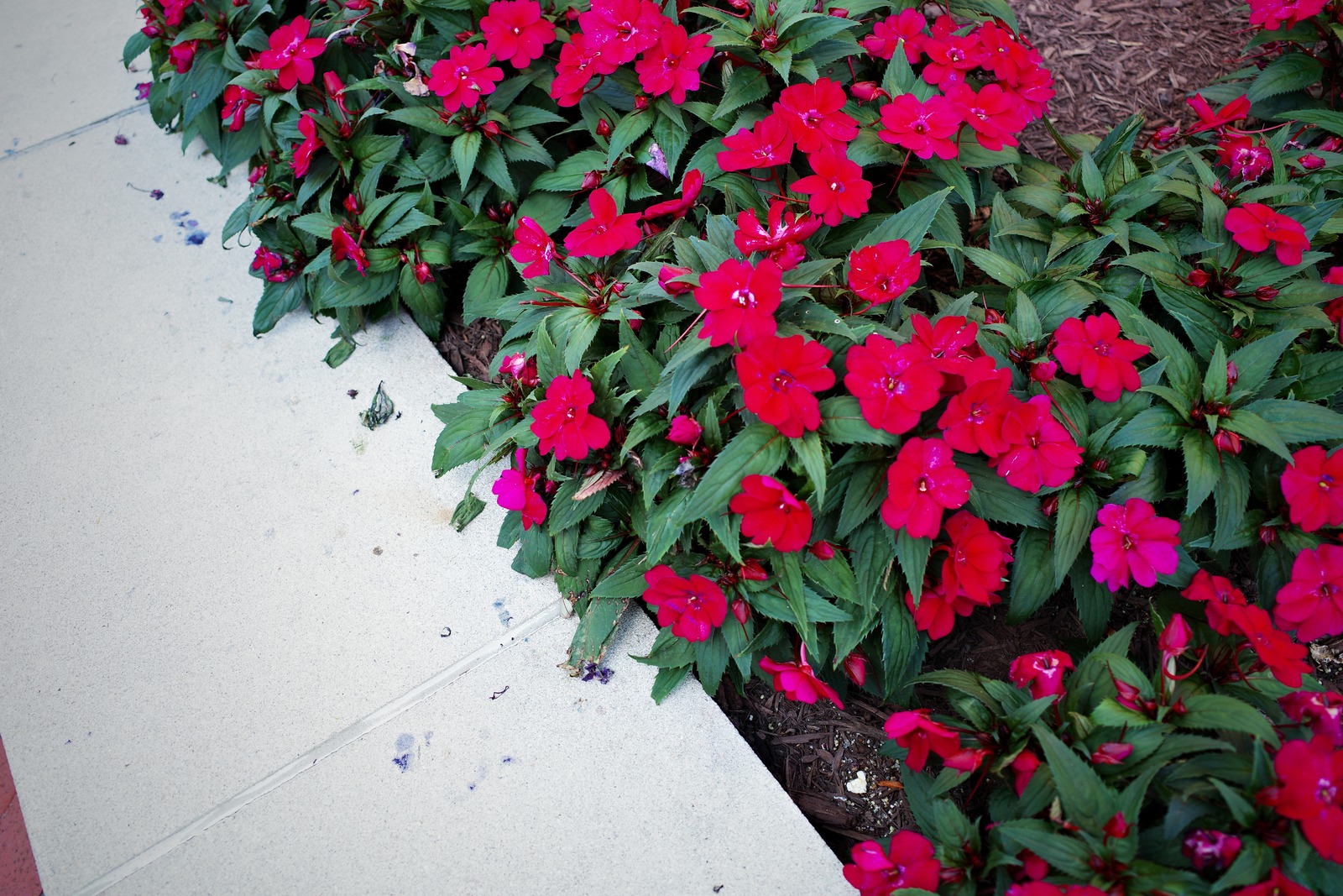 Vibrant Floral Border