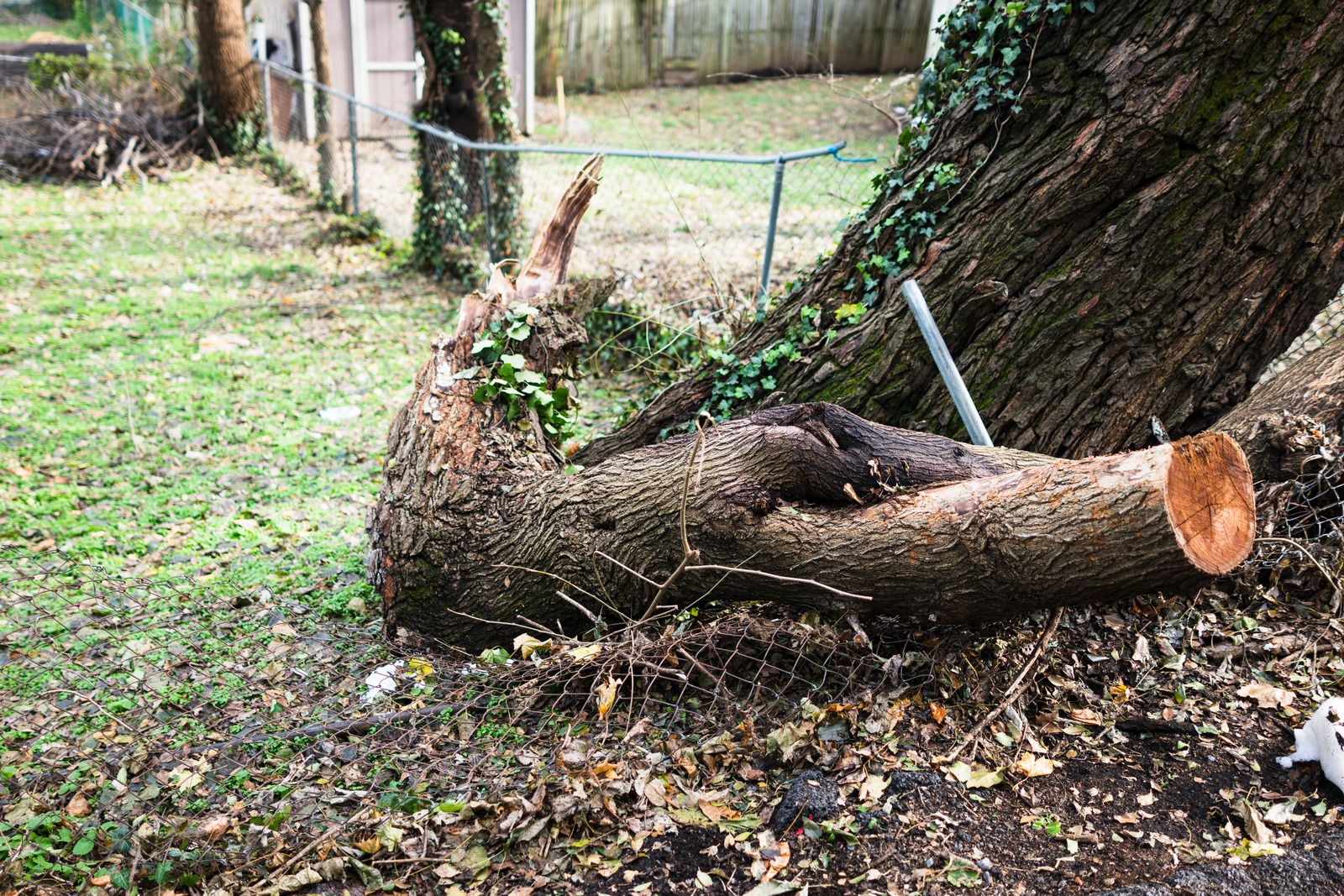 Weathered Tree Remnants