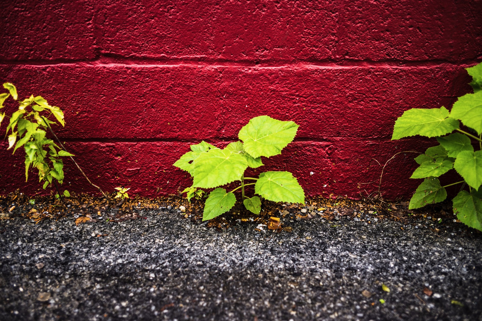 Resilience Against the Wall