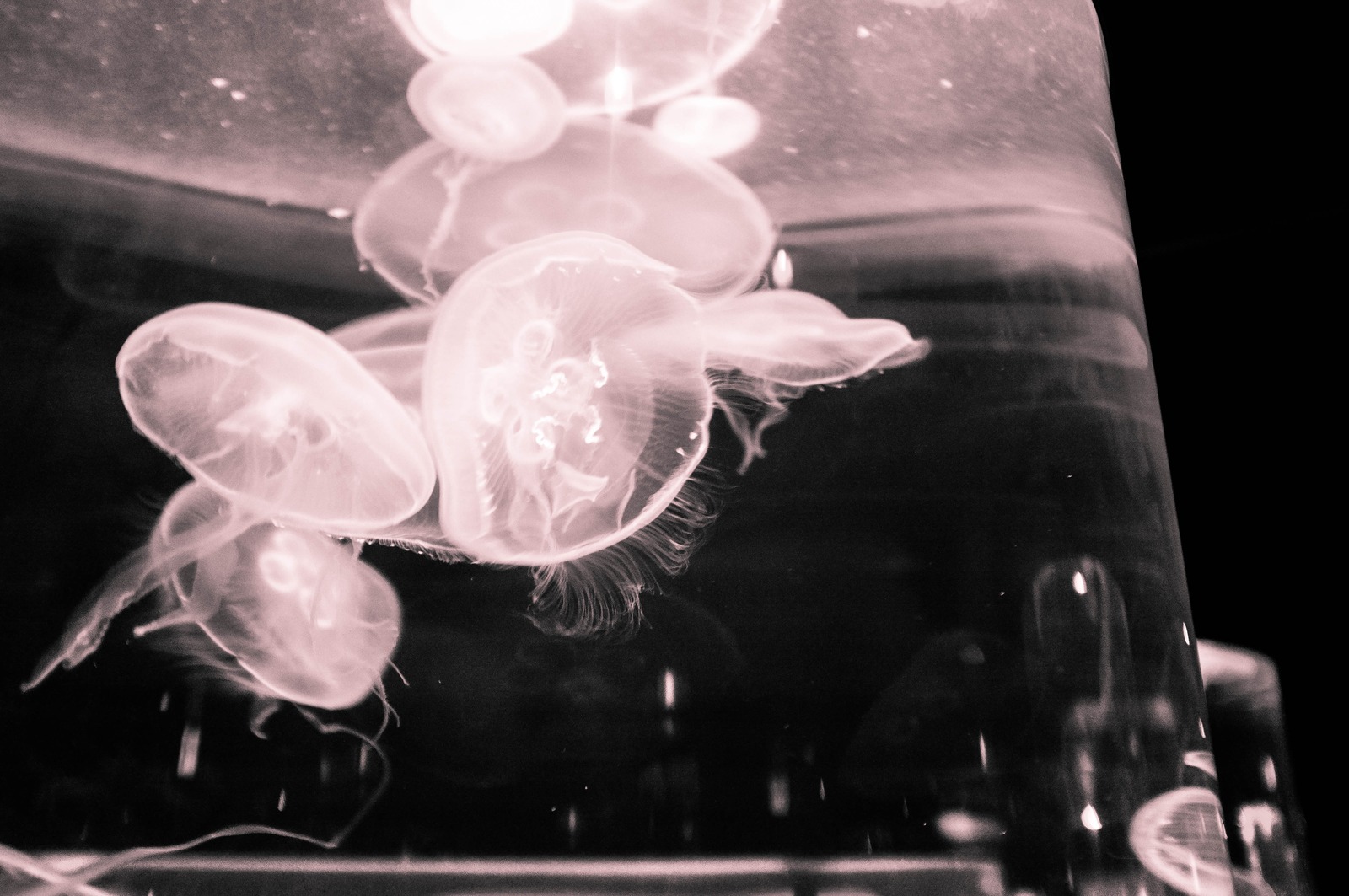 Ethereal Jellyfish Dance