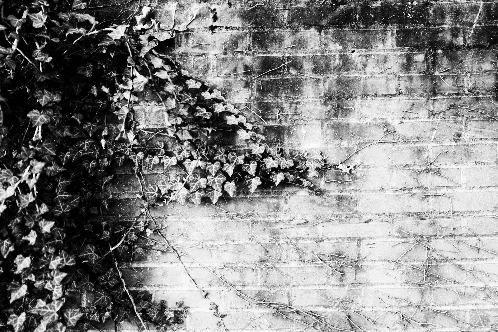 Nature's Embrace on Stone