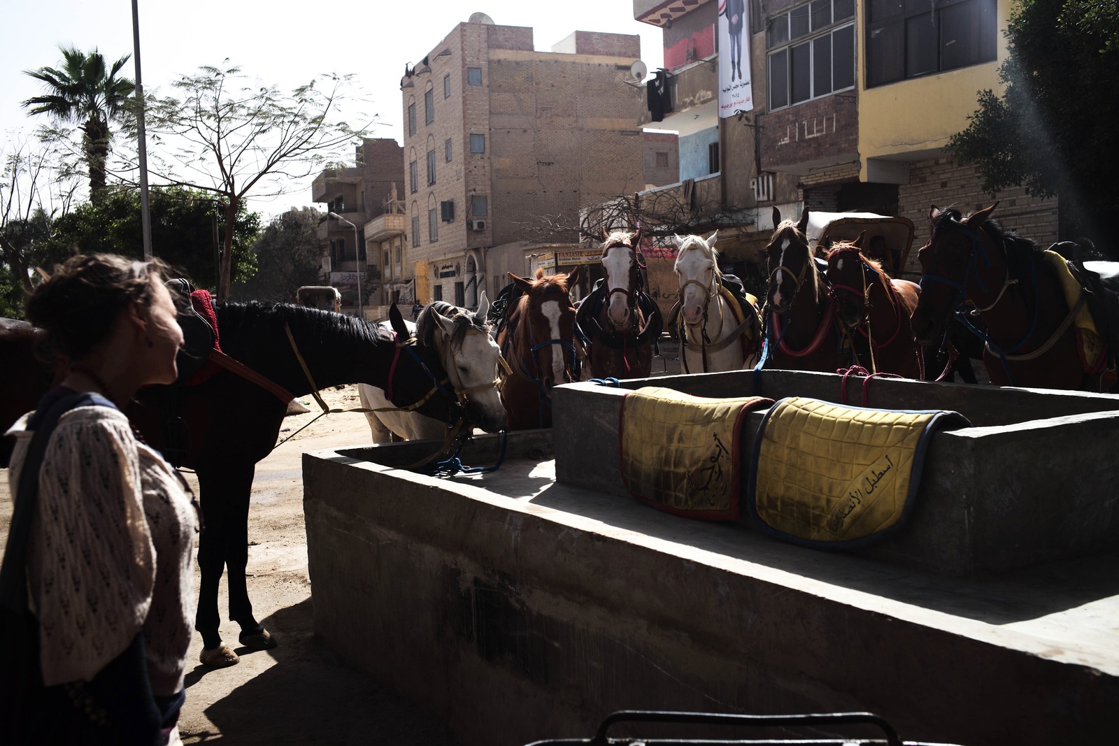 Morning Equine Gathering