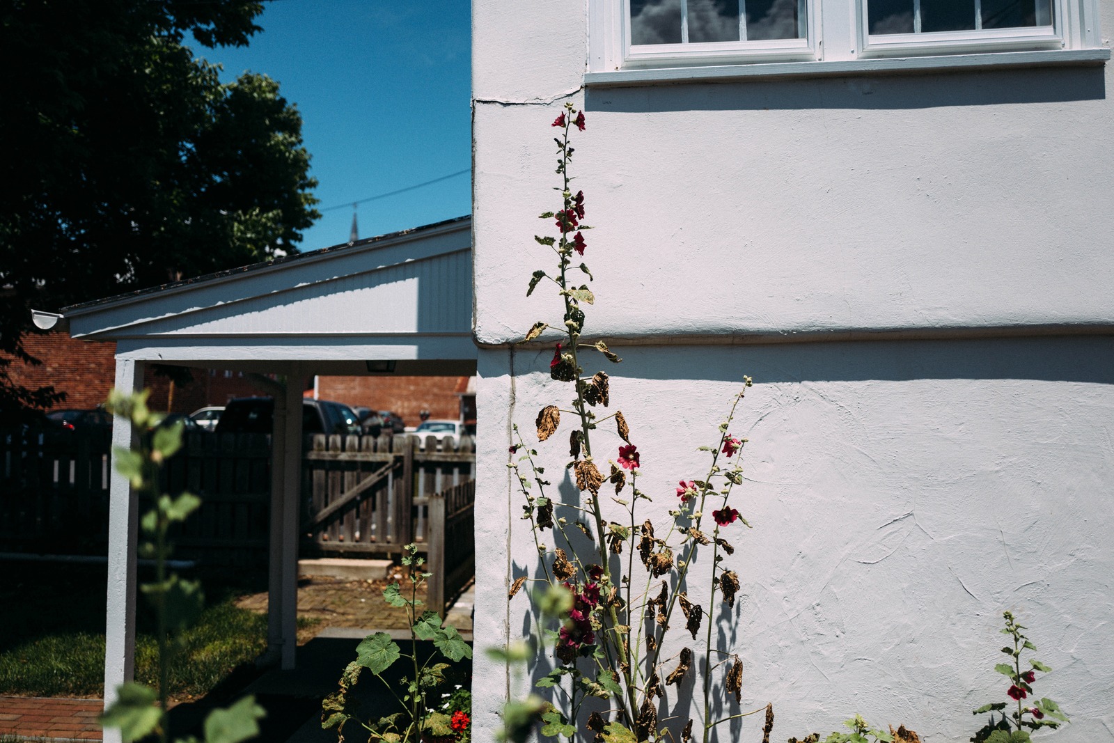 Quiet Corner of a Garden