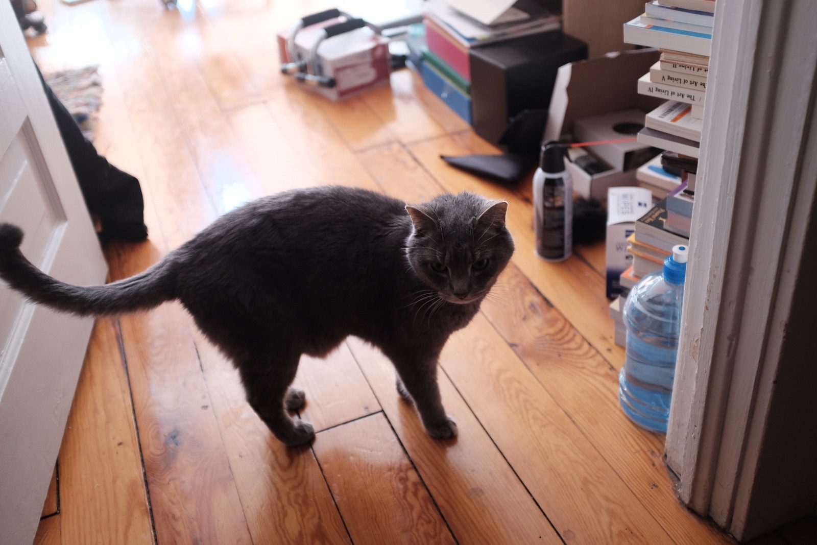 Curious Cat in Clutter