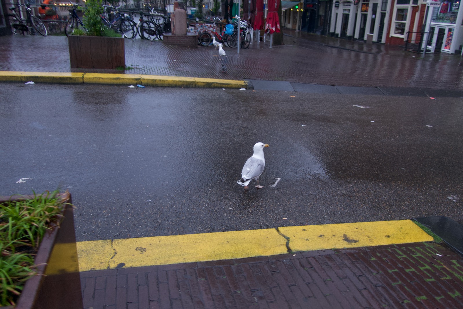 Urban Rainy Interlude