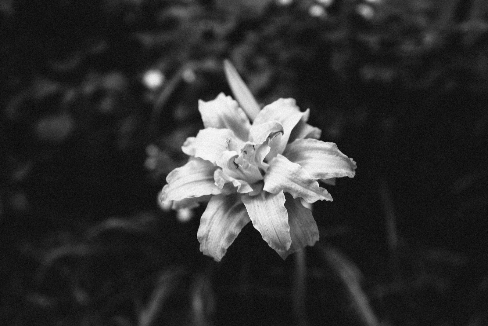 Elegance in Monochrome