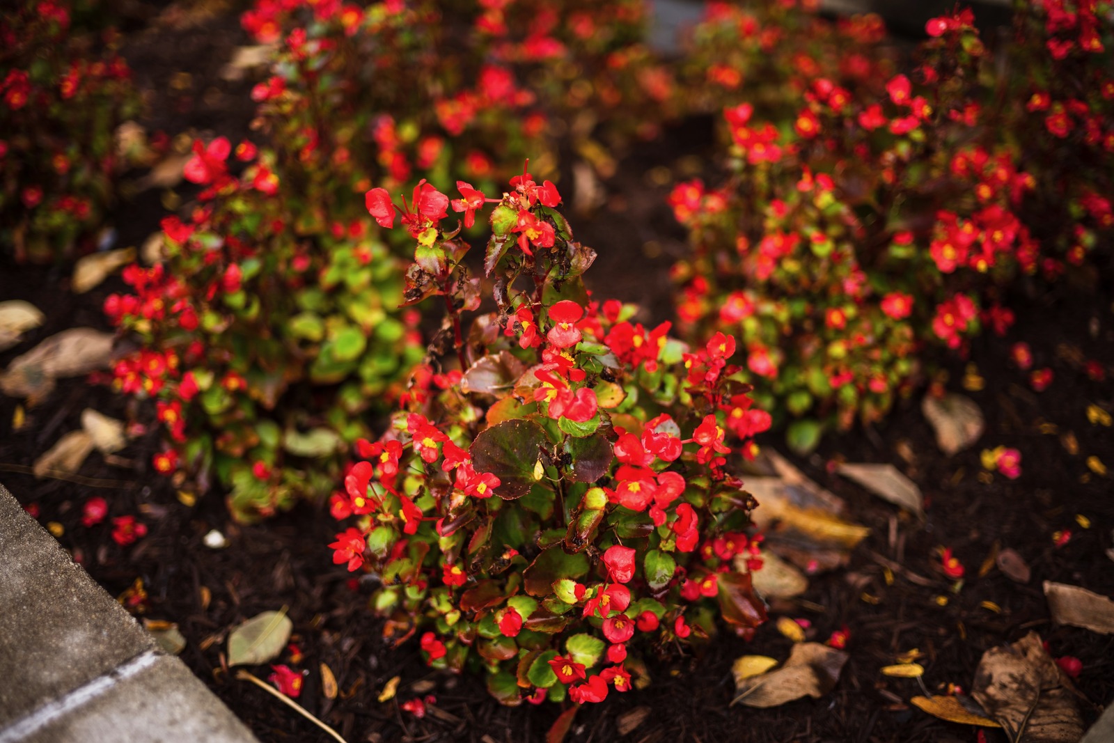 Vibrant Autumn Blooms