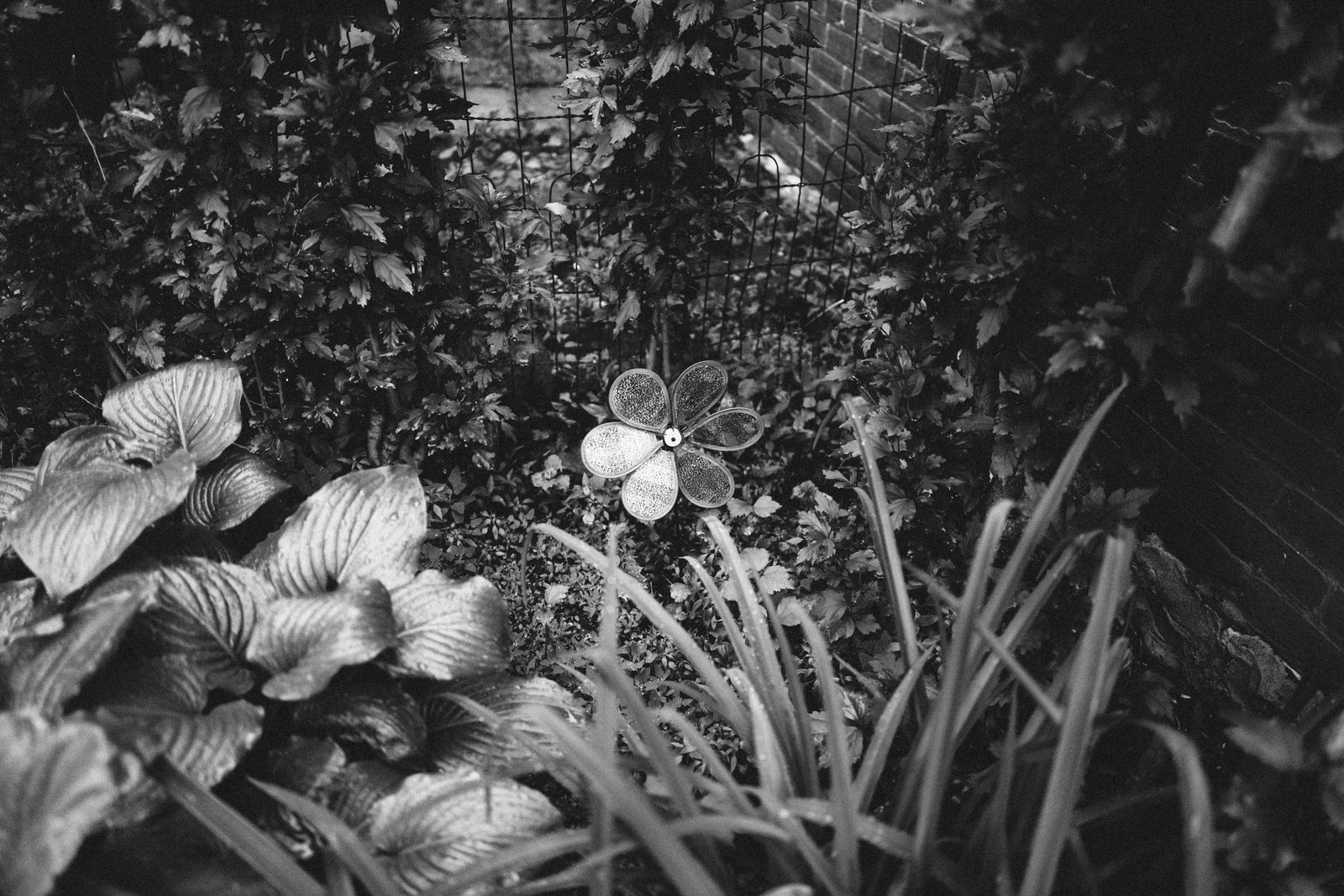 Solitary Bloom in Monochrome