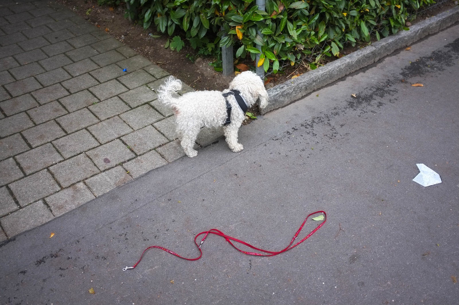 Curiosity on a Stroll