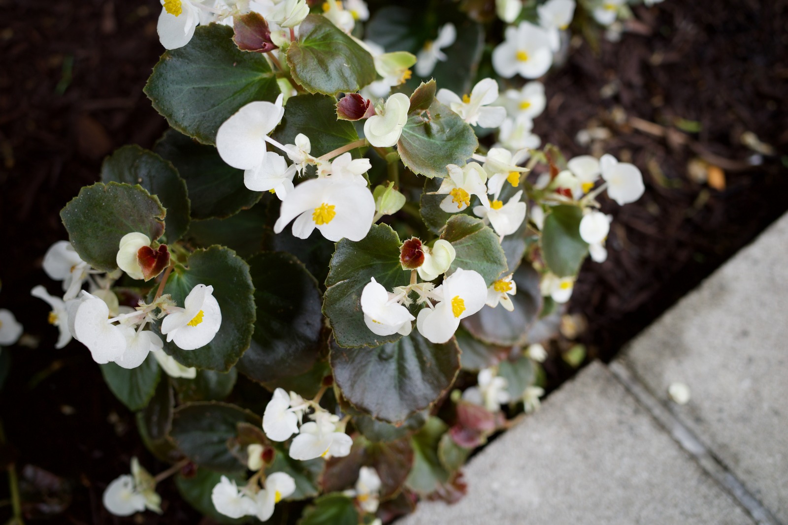 Delicate Begonia Blossoms