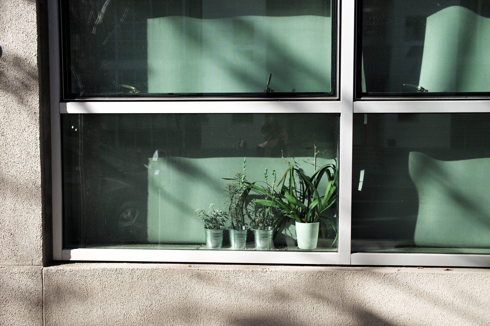 Plants in a Sunlit Window
