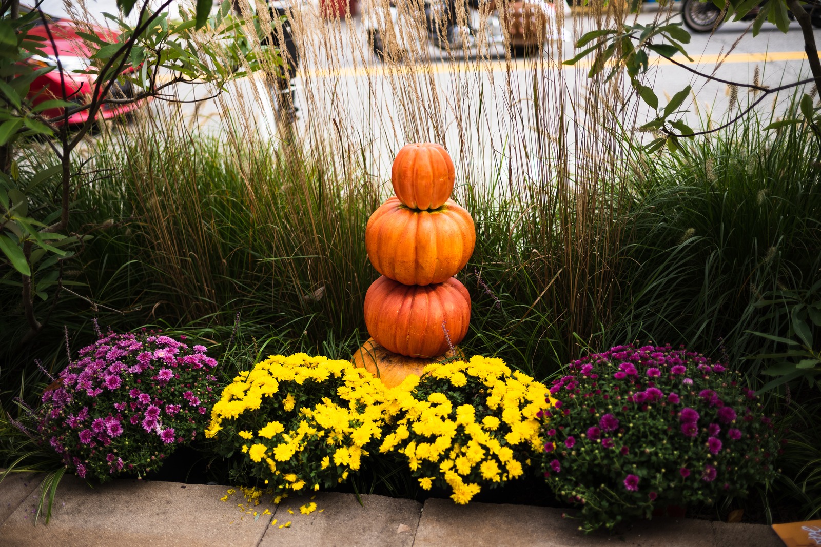 Autumn's Colorful Embrace