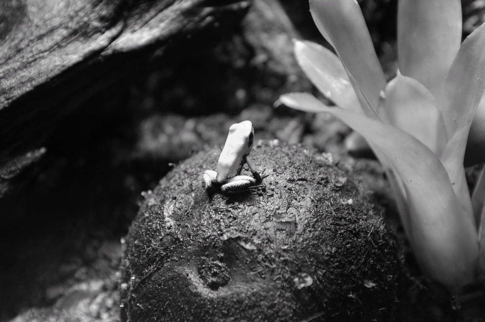 Lonely Contemplation