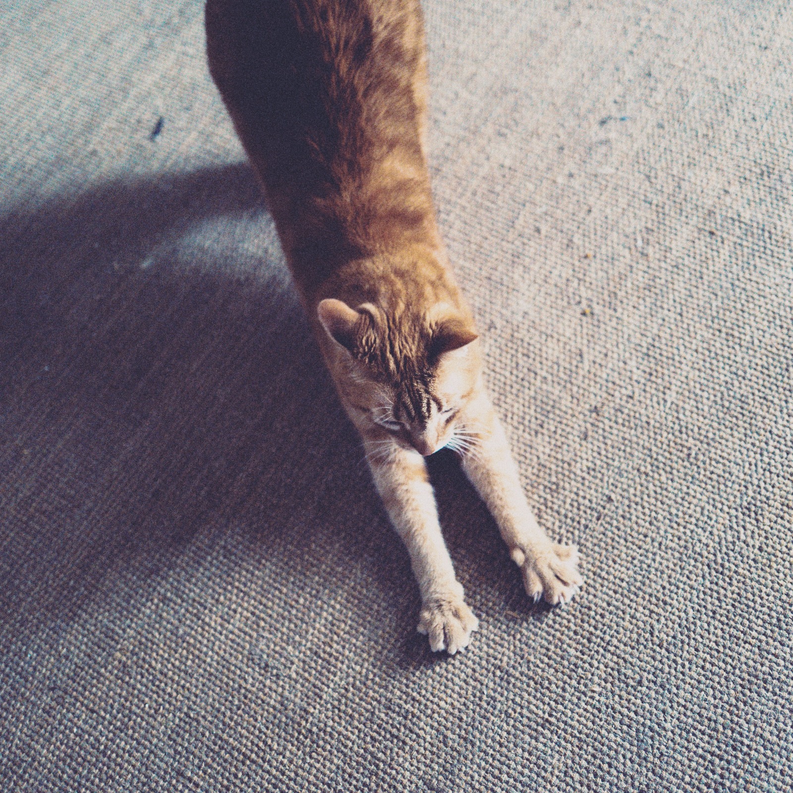 Cat Stretching in Soft Light