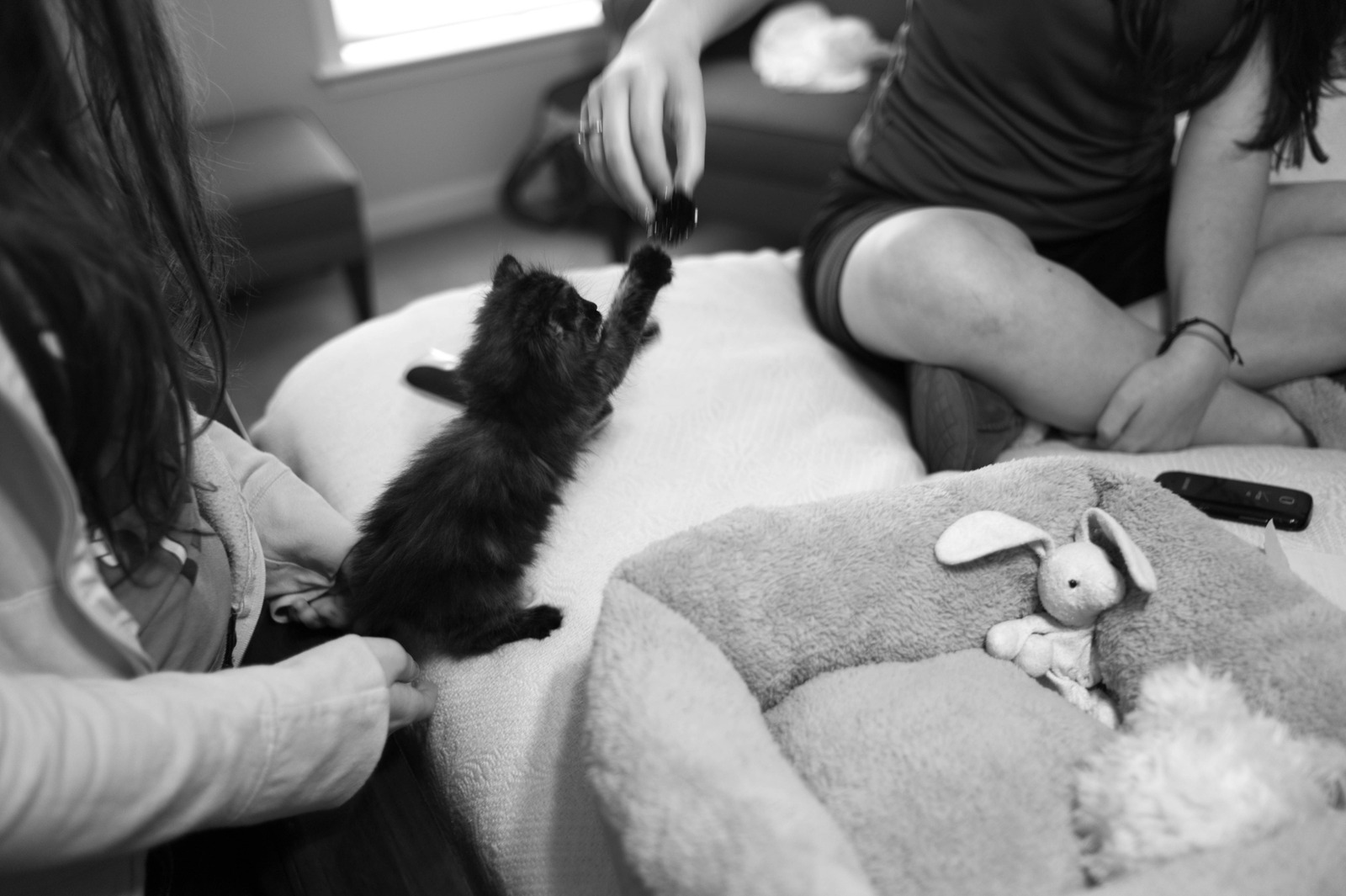 Playful Moments with a Kitten