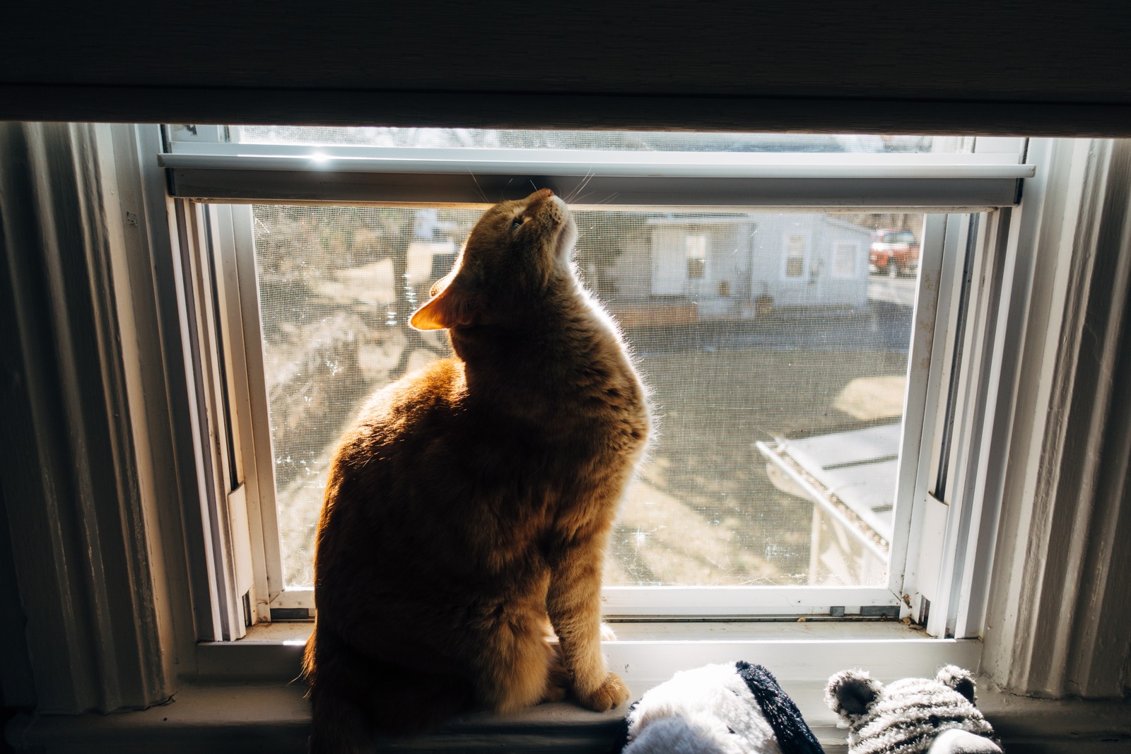 Curiosity in Sunlight