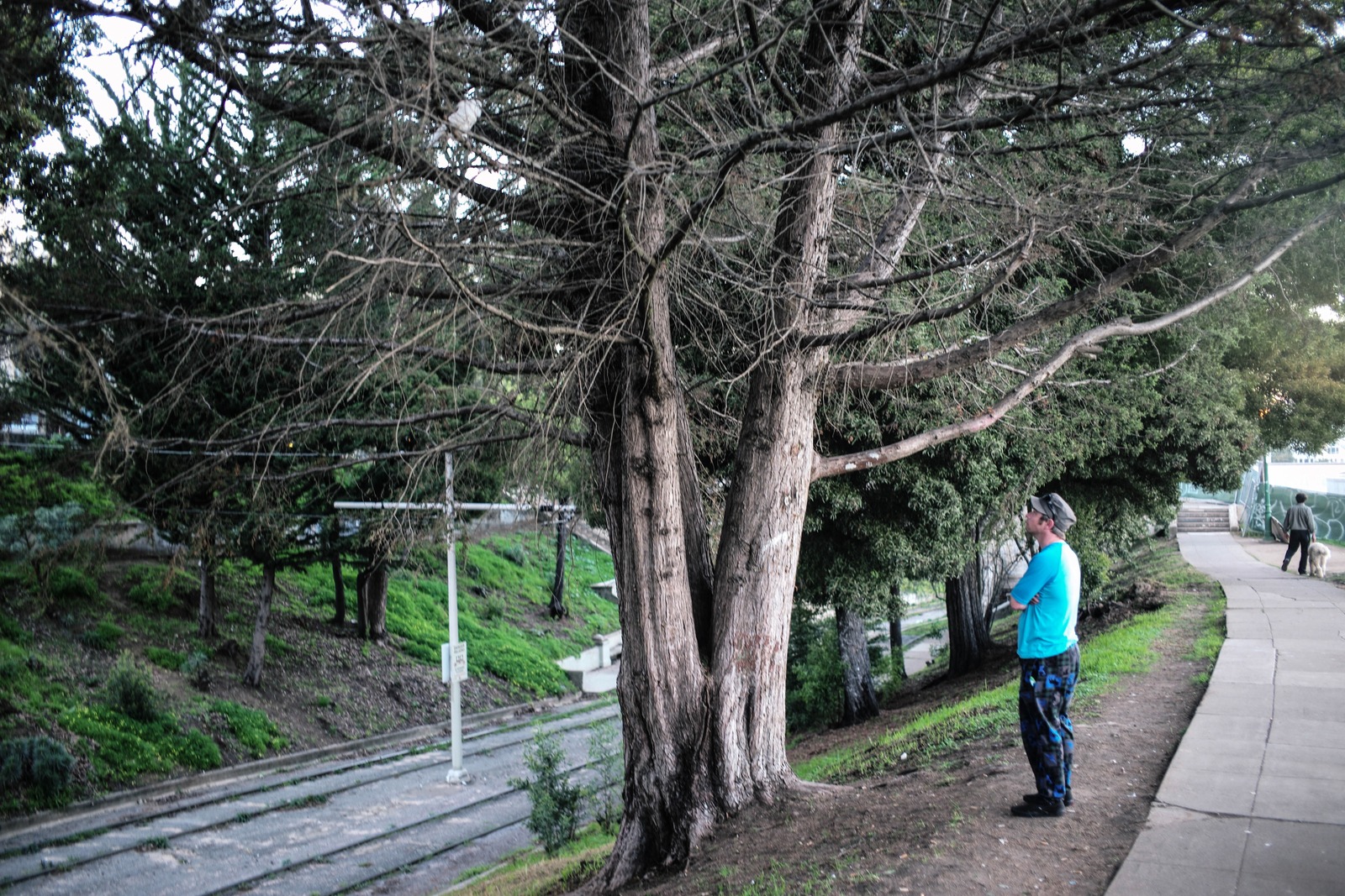 Contemplation Under the Trees