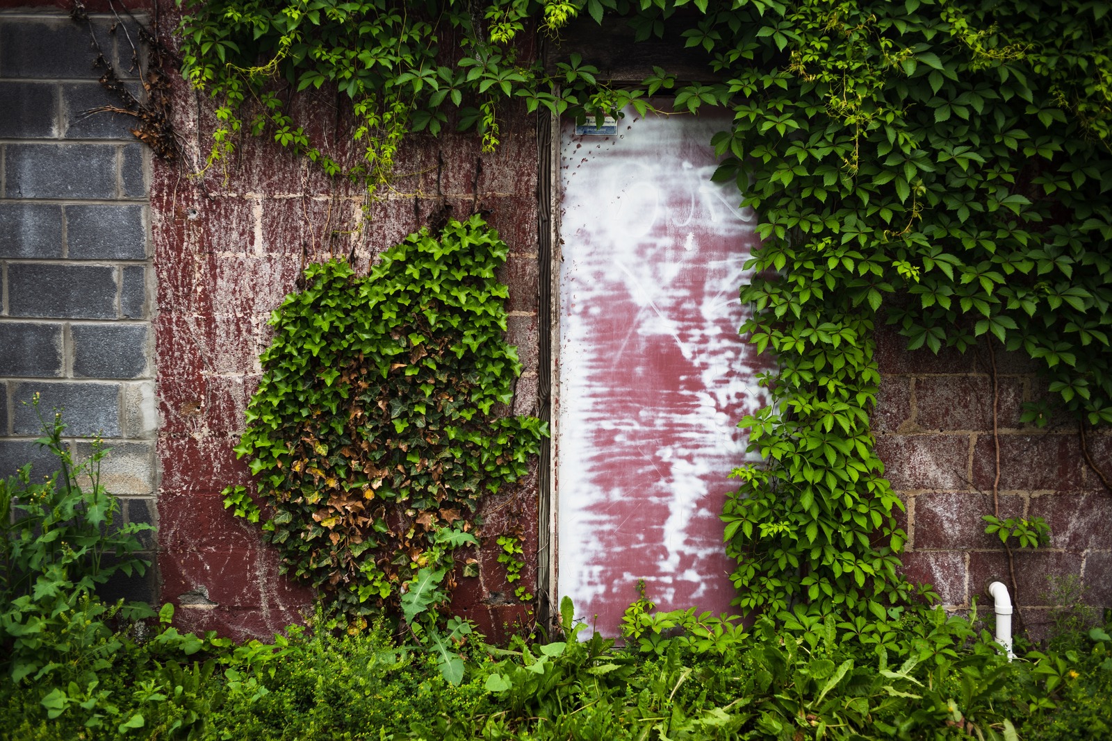 Nature's Embrace of Abandonment