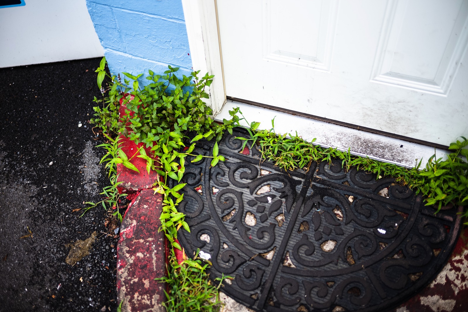 Nature's Embrace at the Doorstep