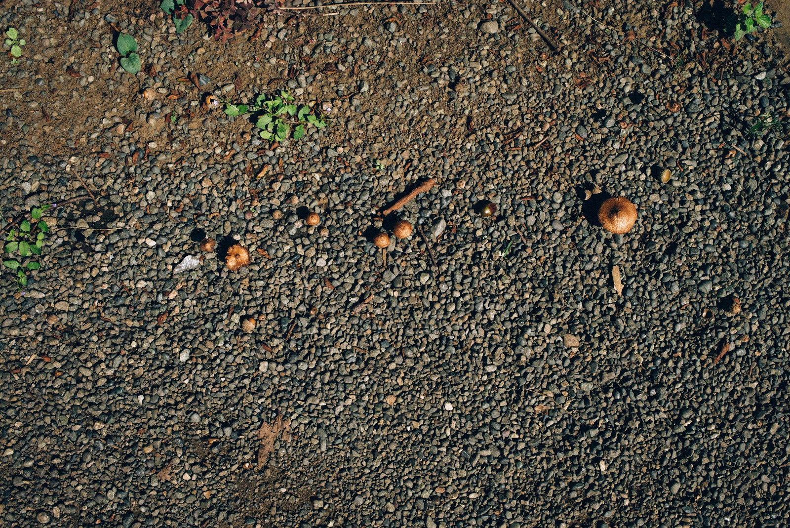 Nature's Subtle Artistry