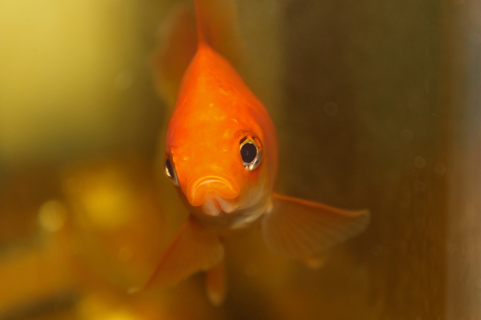 Curious Goldfish Gaze