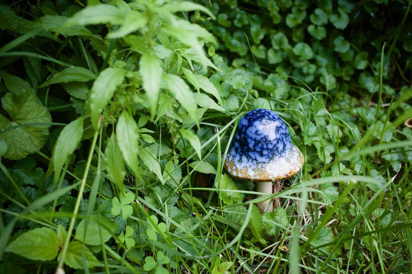 Whimsical Mushroom Wonder