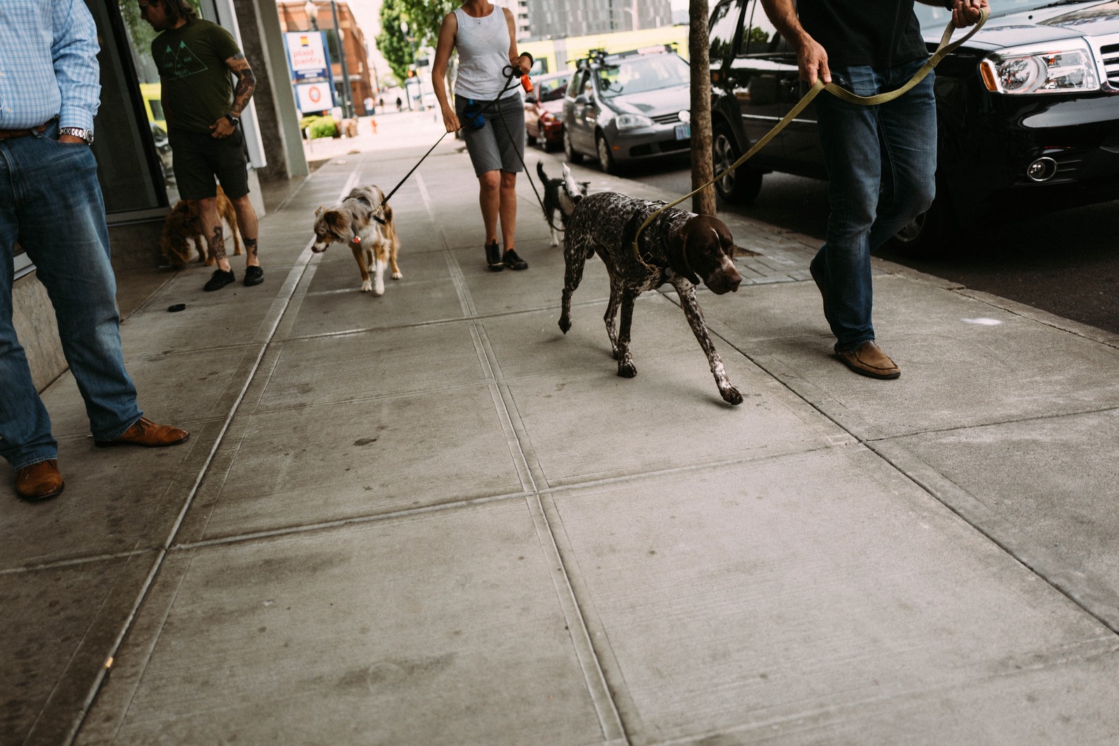 Urban Canine Stroll