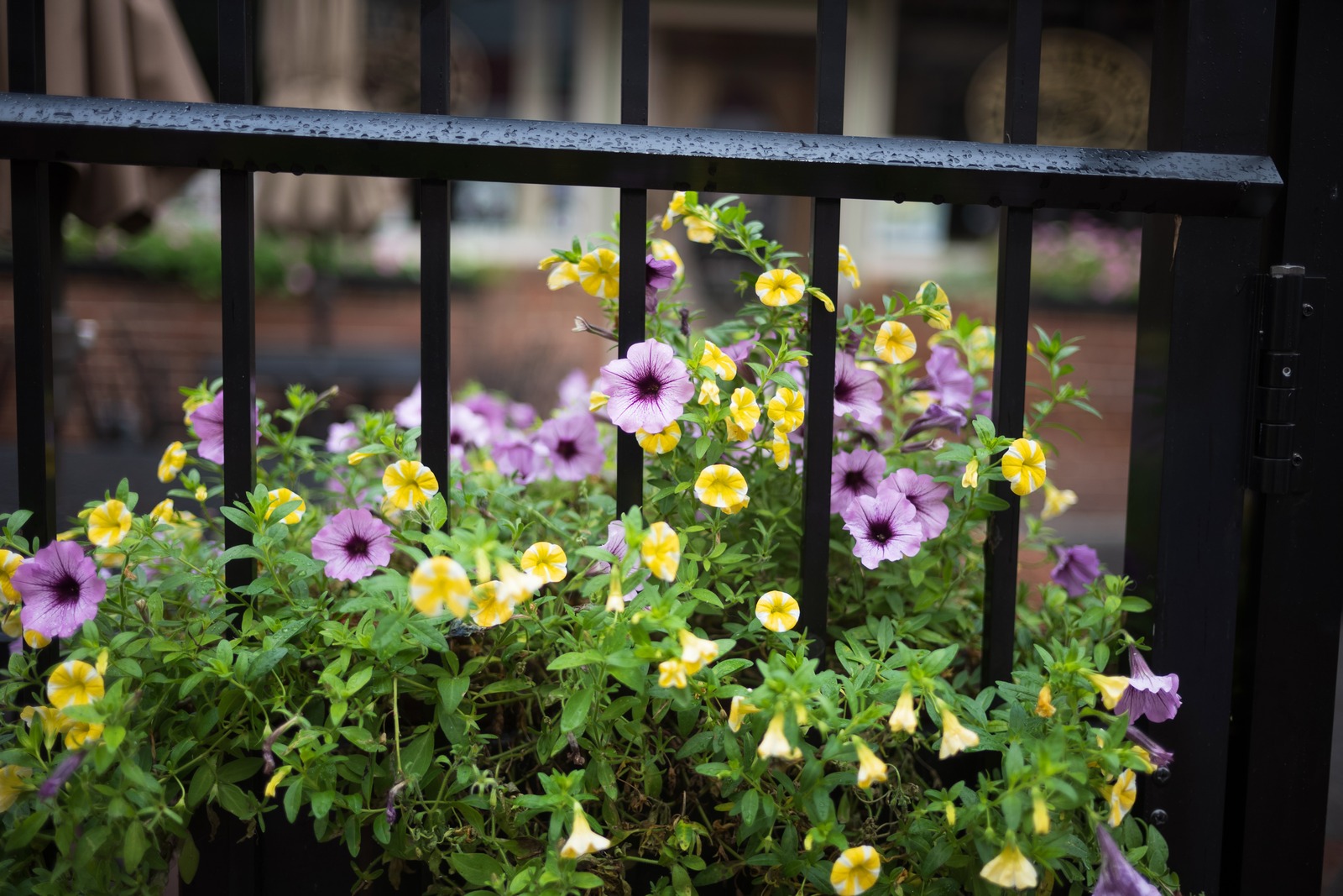 Floral Serenity Behind Bars