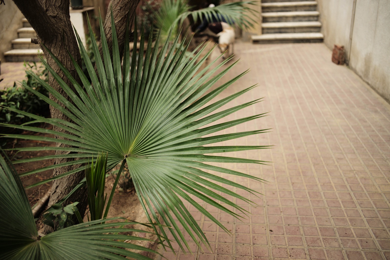 Whispers of Greenery