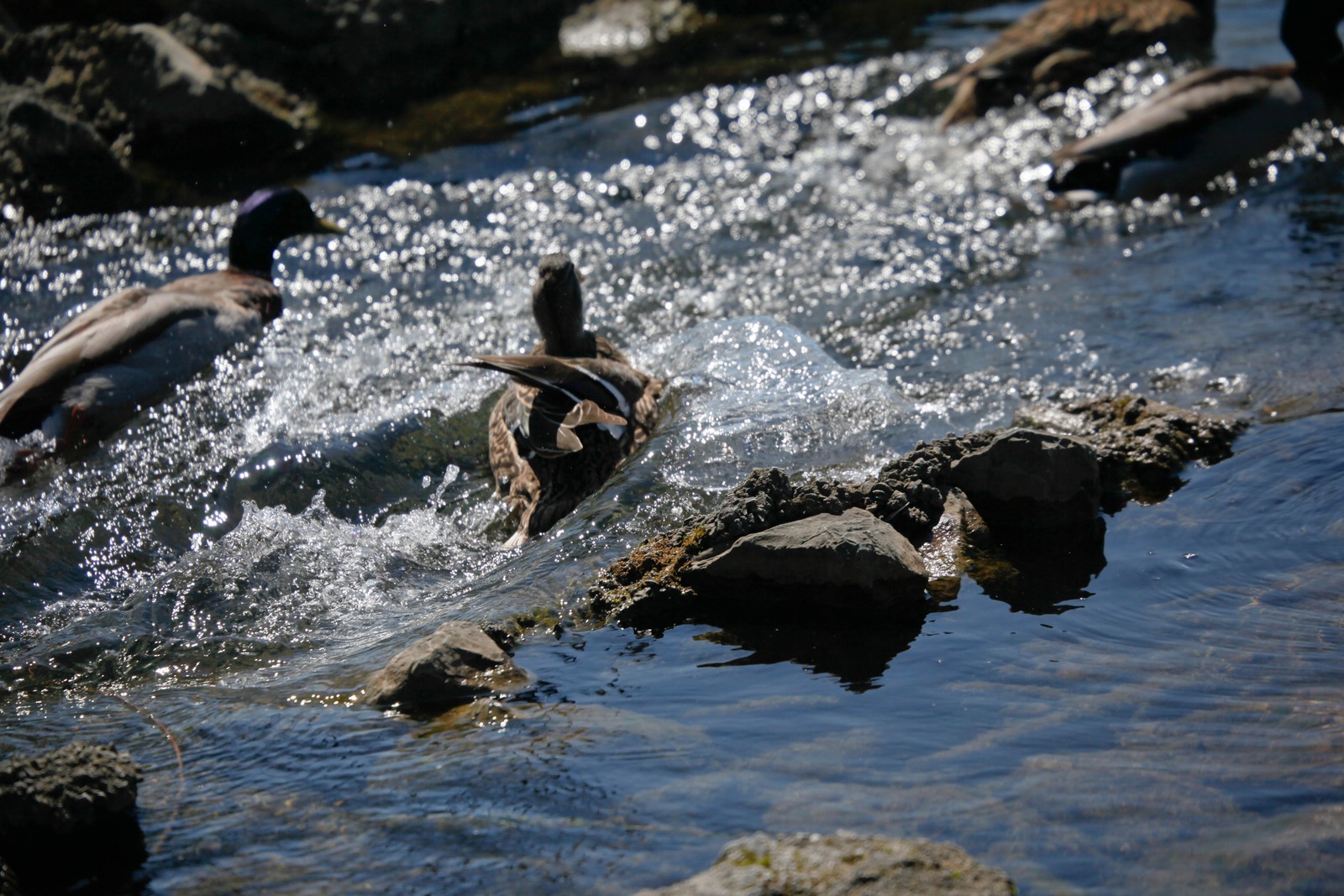 Ducks in Motion