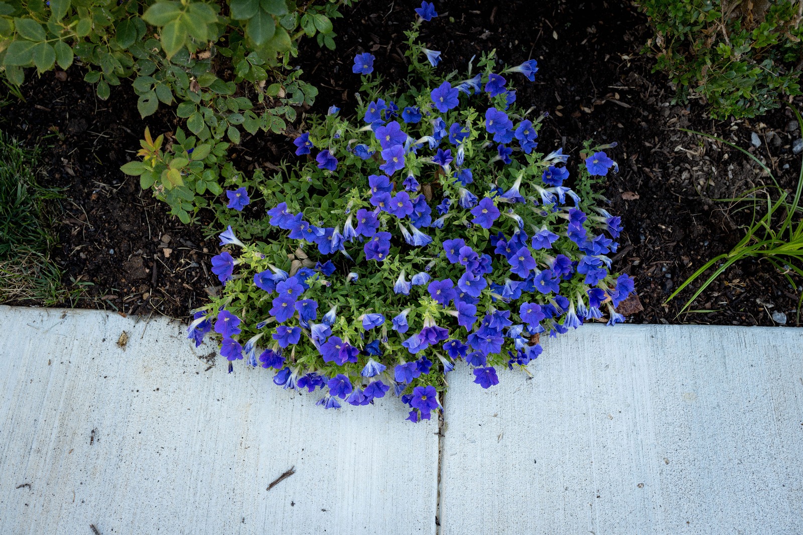 Vibrant Corner Blossoms