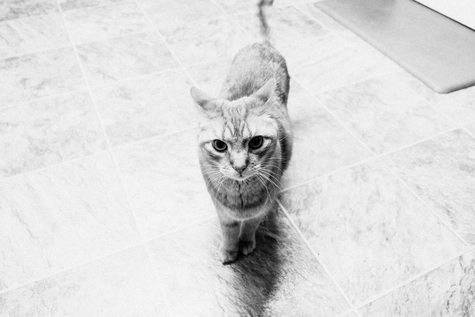 Feline Curiosity in Monochrome