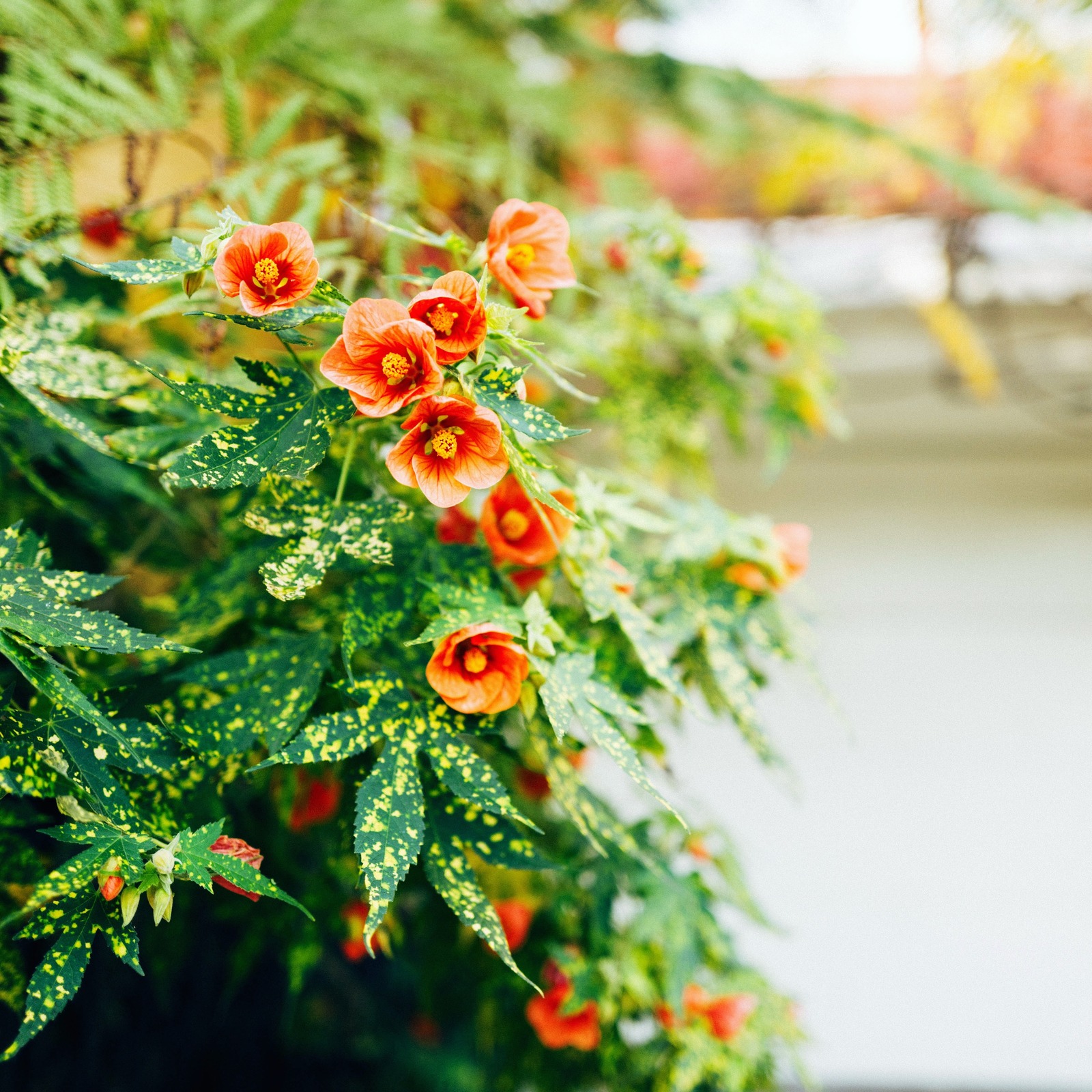 Vibrant Floral Delight