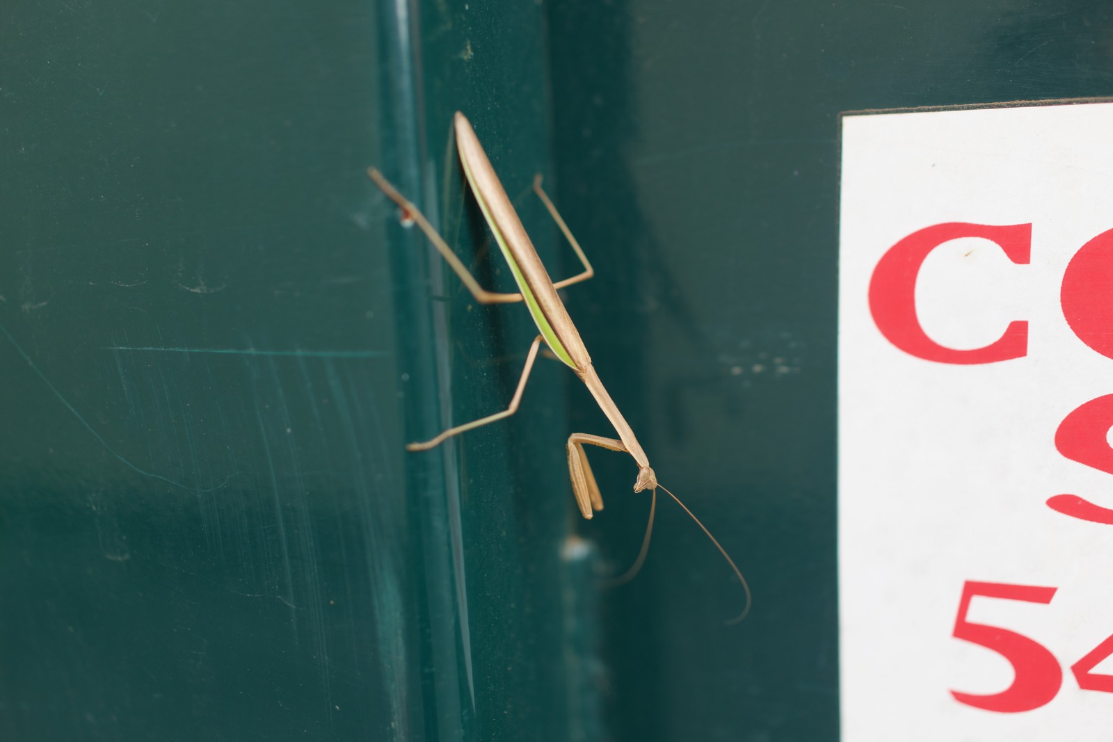 Mantis on Green Background