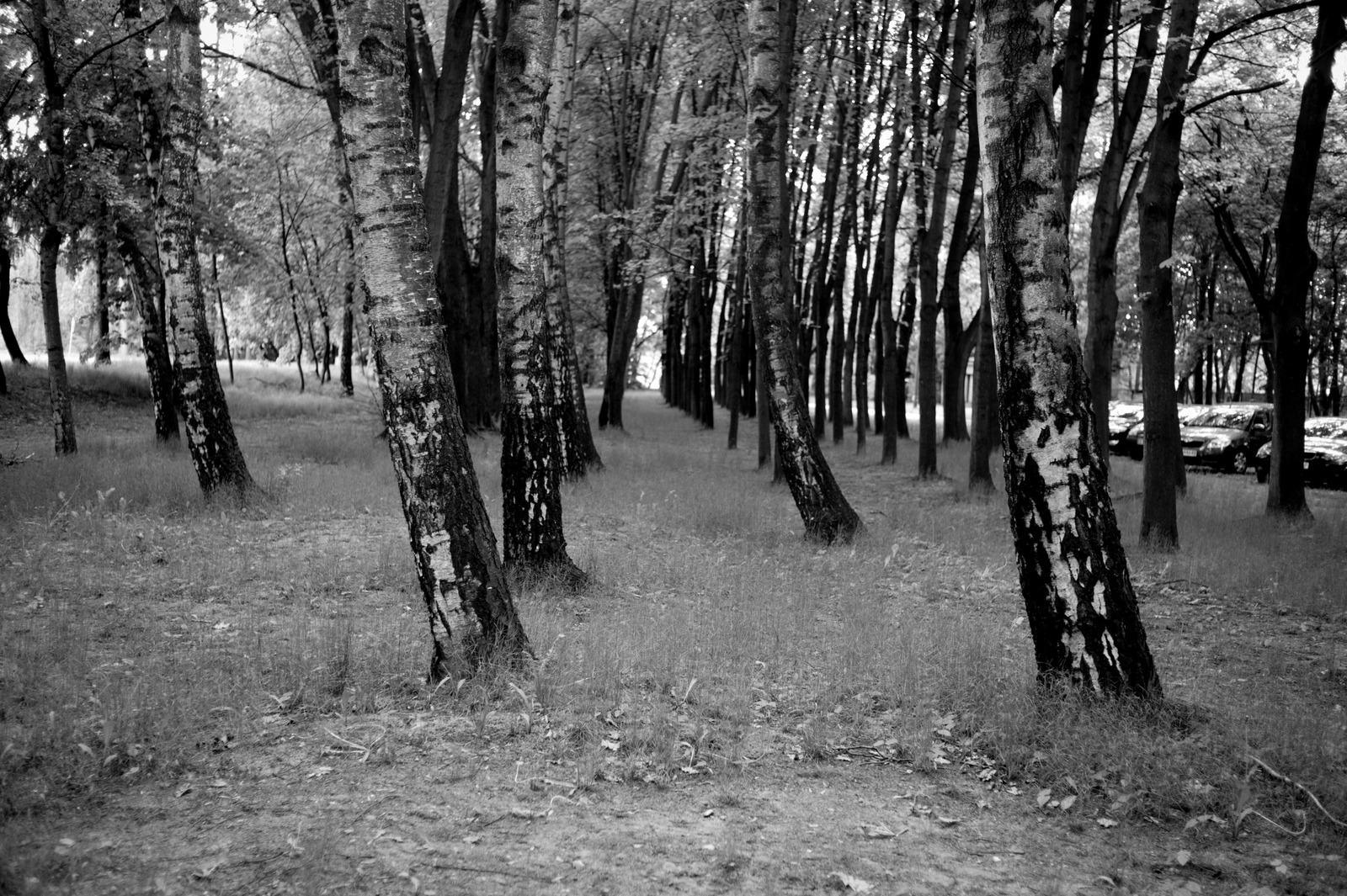 Whispers of the Forest