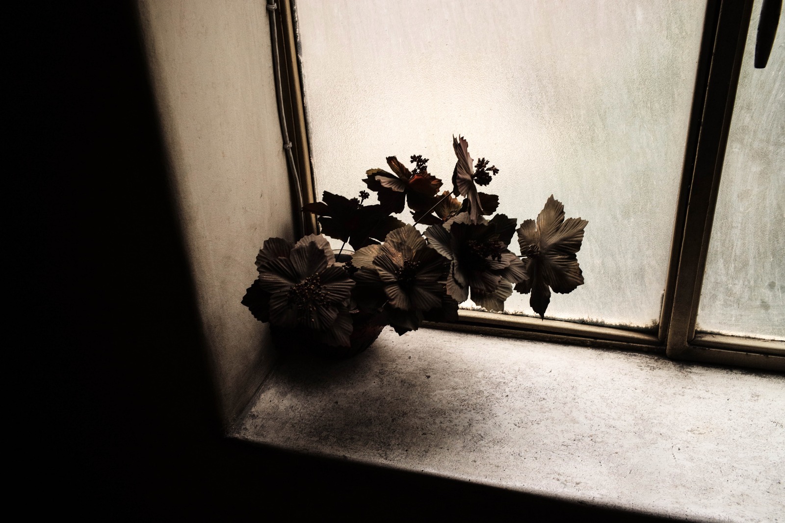 Silhouette of Dried Blooms