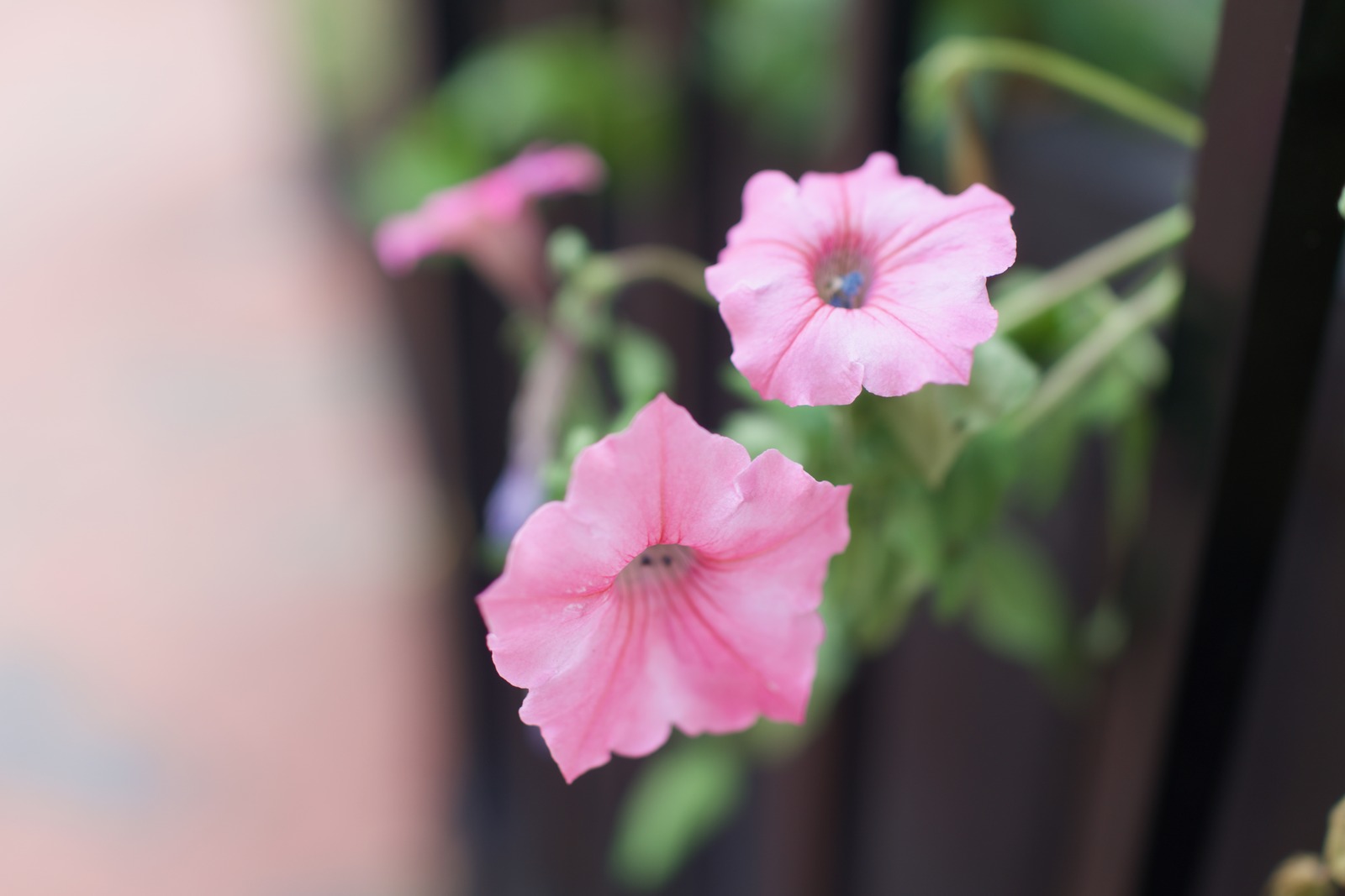 Delicate Petals in Soft Light